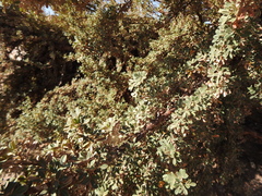 Polylepis
