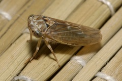 Idiocerus stigmaticalis