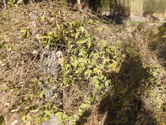Passiflora tucumanensis