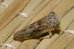 Idiocerus stigmaticalis