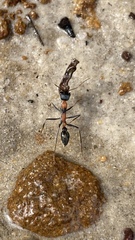 Myrmecia nigrocincta