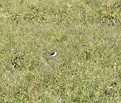 Lanius excubitoroides