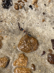Myrmecia nigrocincta