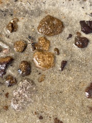 Myrmecia nigrocincta