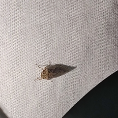 Curtara insularis
