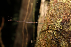 Austrocarausius decorus