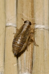 Dicranotropis hamata