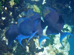 Odonus niger