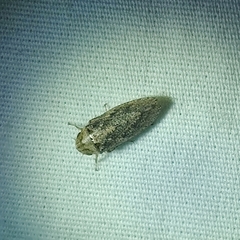 Curtara insularis
