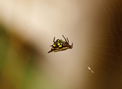 Gasteracantha fornicata