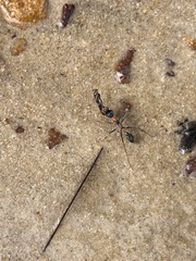 Myrmecia nigrocincta