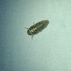 Curtara insularis