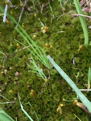 Ptychostomum capillare