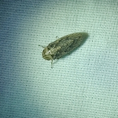 Curtara insularis