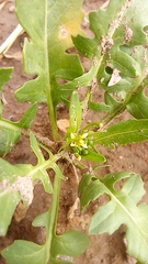 Sisymbrium irio
