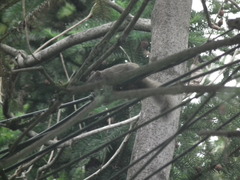 Callosciurus erythraeus