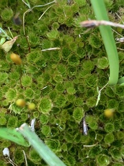 Ptychostomum capillare