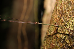 Austrocarausius decorus