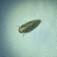 Curtara insularis