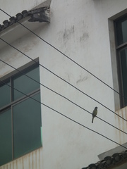 Spizixos semitorques