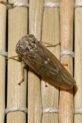 Idiocerus stigmaticalis