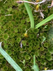 Ptychostomum capillare