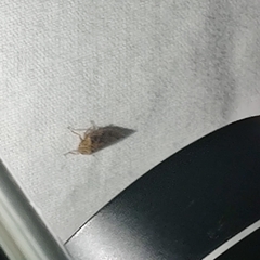 Curtara insularis