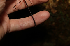 Austrocarausius decorus