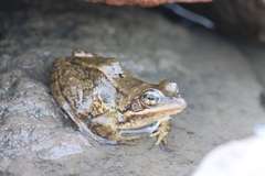 Rana cascadae