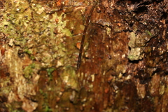 Austrocarausius decorus