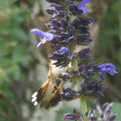 Selasphorus platycercus