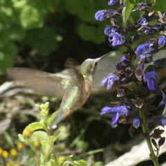 Selasphorus platycercus