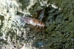 Teliapsocus conterminus