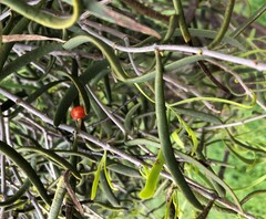Loranthaceae