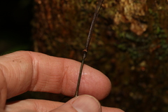 Austrocarausius decorus