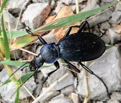 Carabus caelatus dalmatinus