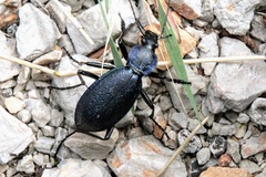 Carabus caelatus dalmatinus