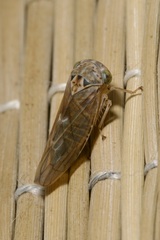Idiocerus stigmaticalis