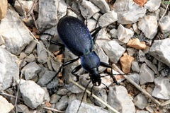 Carabus caelatus dalmatinus