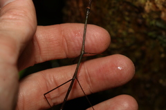 Austrocarausius decorus