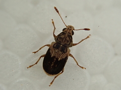 Cacephatus