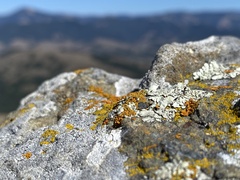 Polycauliona candelaria