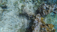 Acanthurus tractus