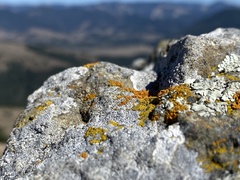 Polycauliona candelaria