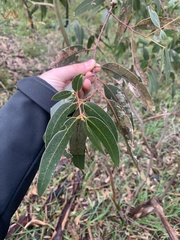Eucalyptus viminalis