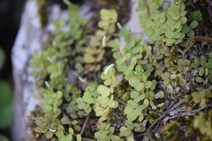Peperomia berlandieri
