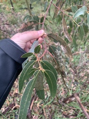 Eucalyptus viminalis