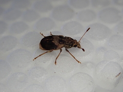 Cacephatus