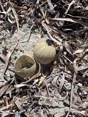 Amblypneustes pallidus