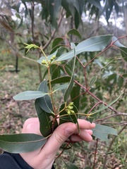 Eucalyptus viminalis